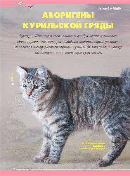 Американский бобтейл: характер, внешность и история породы | ваши питомцы