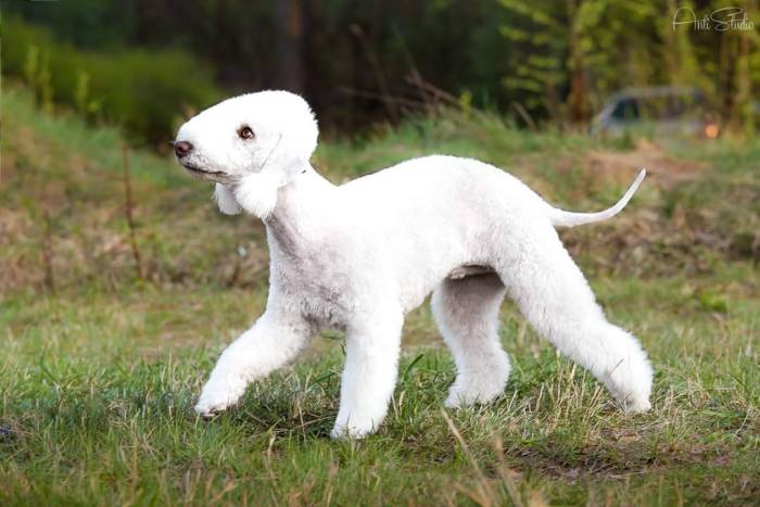 Бедлингтон терьер: описание породы, особенности ухода (фото)