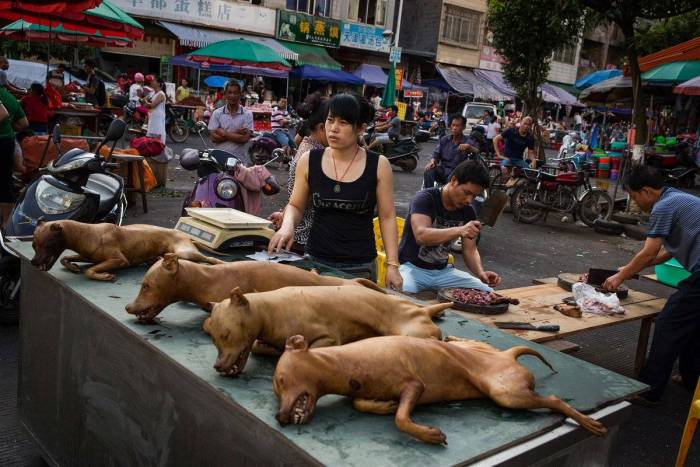 Где едят собак: в какой стране народ ест псов