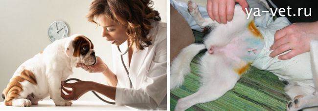 Восстановление кобеля после кастрации: советы врача