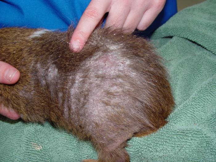 Что делать, если у вас аллергия на домашних животных