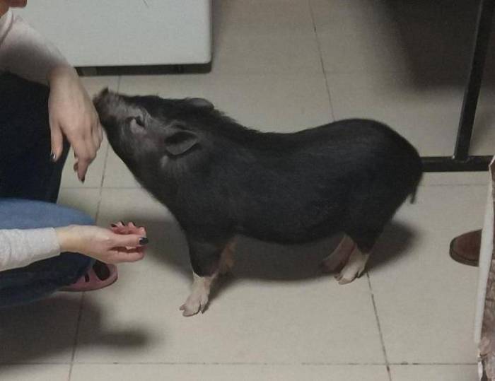 Мини пиги: самое важное о декоративных свинках, чем кормить, разведение