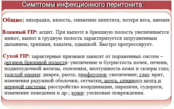 Перитонит у кошек | ваши питомцы