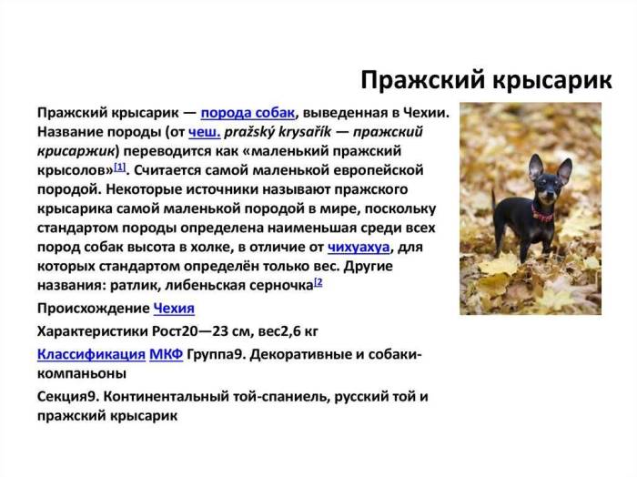 Разновидности той-терьеров