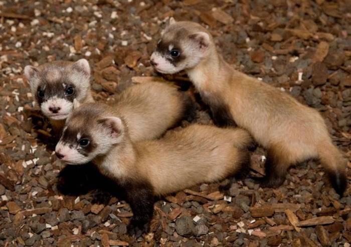 Американский хорек (черноногий): содержание и рацион питание