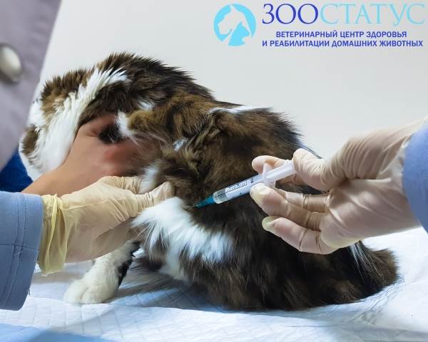 Стерилизация кошки от а до я: советы ветврача