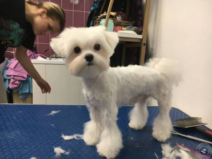 Виды стрижек для мальтийской болонки - oozoo.ru