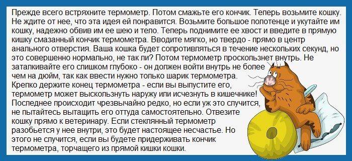 Кот чихает: причины и помощь питомцу