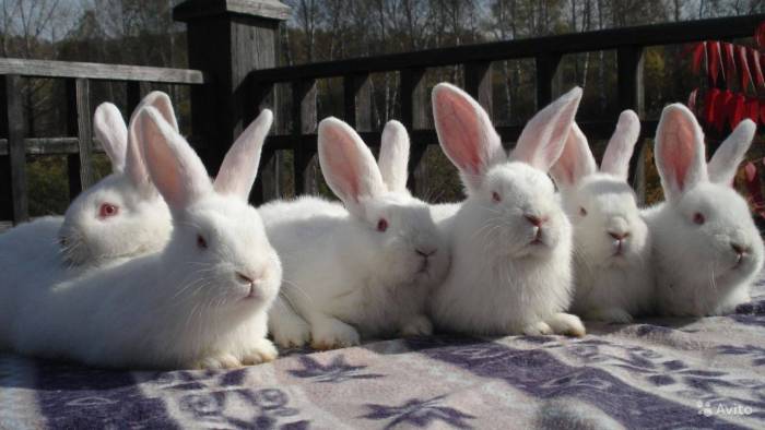 Новозеландские кролики (белые и красные): описание и характеристика породы, отзывы