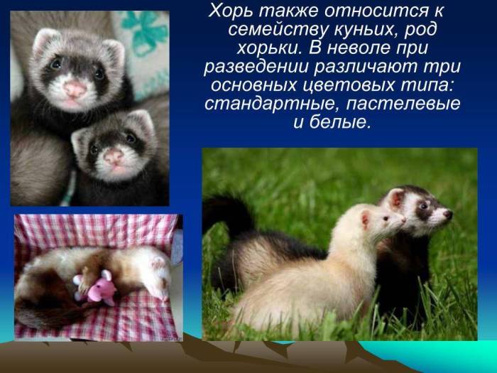 Фретка - домашний хорек. содержание хорька в домашних условиях