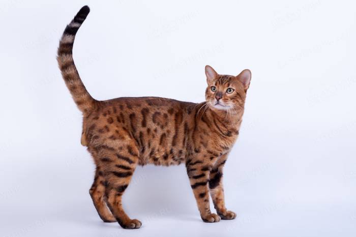 Тойгер - стандарт и описание породы, особенности характера, отзывы владельцев и другая информация