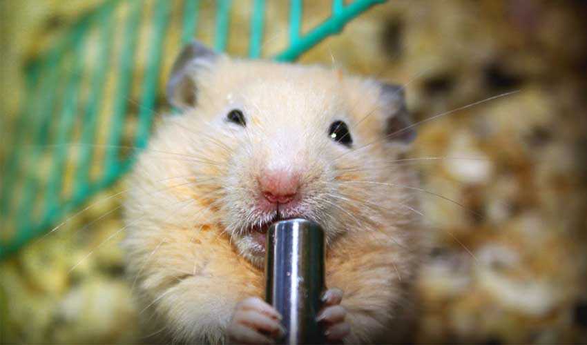 Как приучить хомяка к поилке | мои домашние питомцы