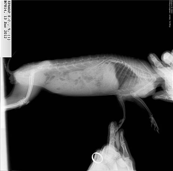 Лапка кролика: какие могут быть проблемы с конечностями, и их причины