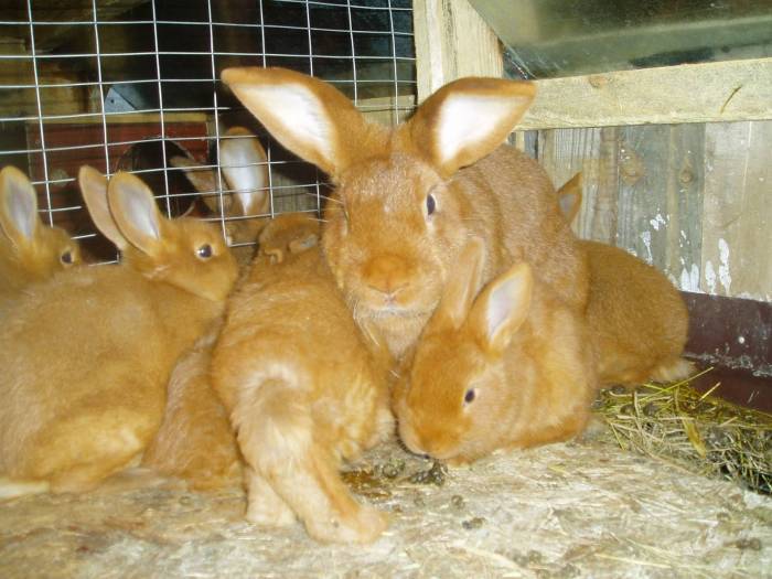 Новозеландские кролики — описание и характеристика породы нзк