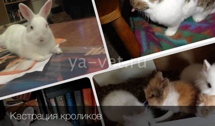 Кастрация и стерилизация кроликов: техника, как кастрируют и нужна ли она