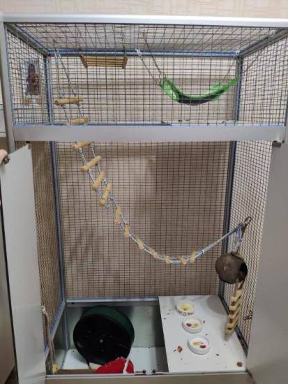 Сахарный поссум в домашних условиях: уход, содержание, чем кормить, фото