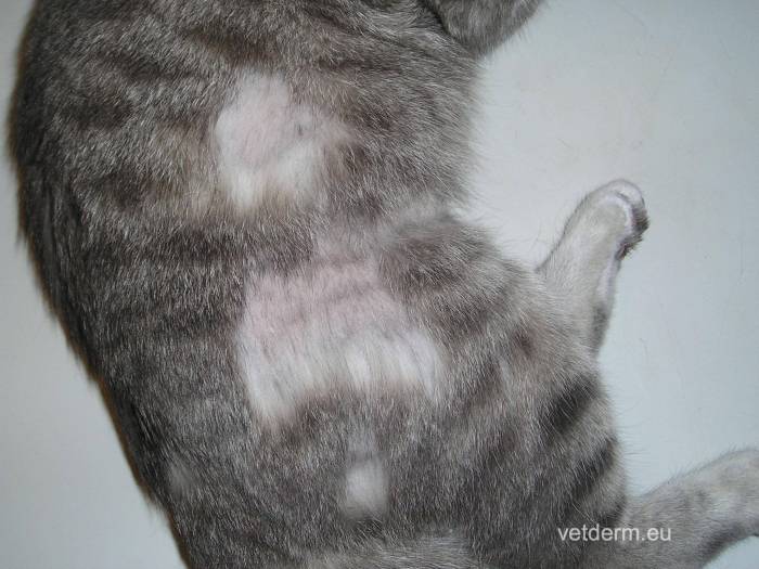 Почему кошка постоянно чешется | hill's