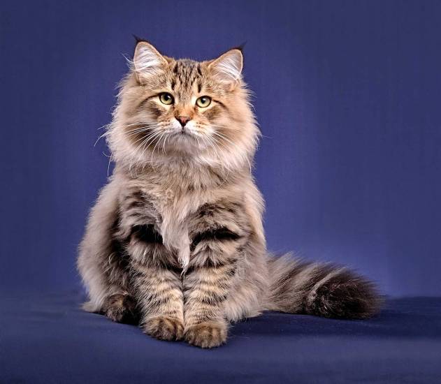 Сибирская кошка: фото, видео, описание породв, характера