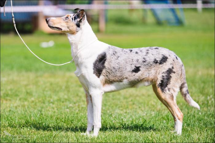 Короткошерстный колли: описание породы собак с фото и видео