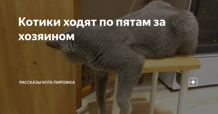 Кошка бегает по дому и мяукает