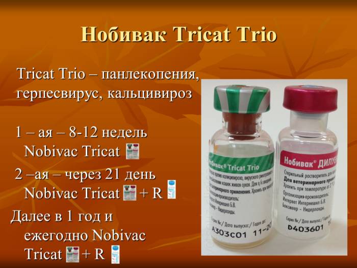 Прививки для кошек