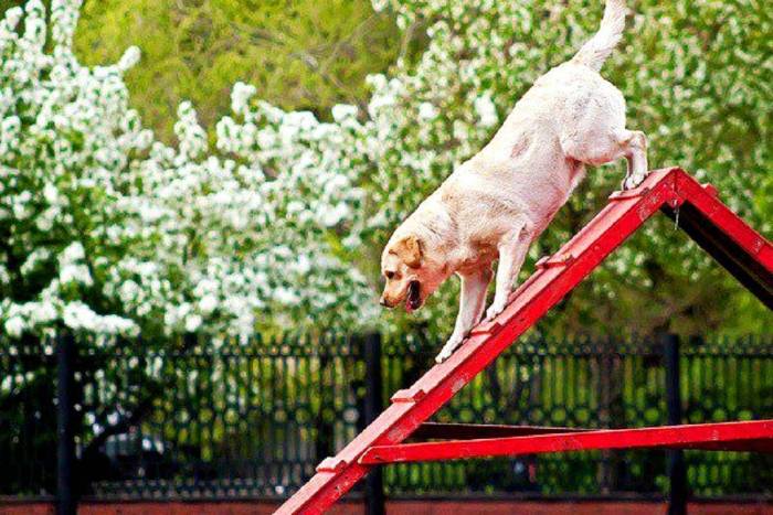 Как дрессировать непослушного лабрадора: 14 шагов