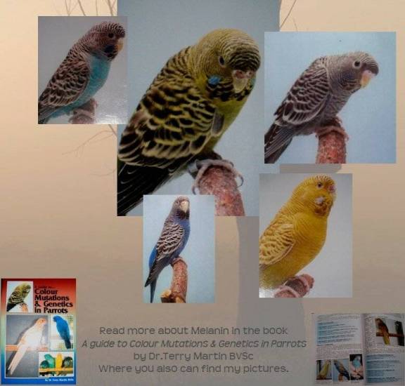 Популярные разновидности цветов волнистых попугаев