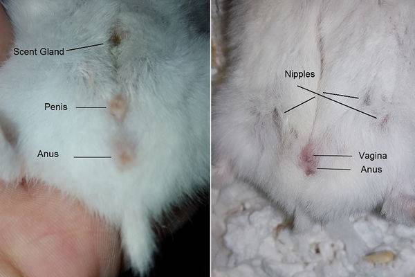 Как правильно определить возраст хомяка: полезные советы и методы