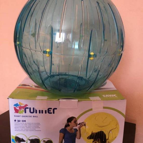 ᐉ прогулочный шар для шиншилл: правильный выбор и изготовление своими руками - zoopalitra-spb.ru