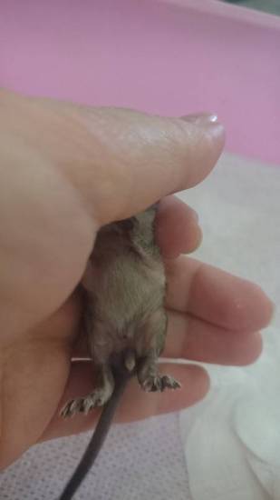 Звуки морских свинок, и что значить если питомец: урчит, мурчит, рычит, скрежет, стонет, сопит, хрипит, свистит