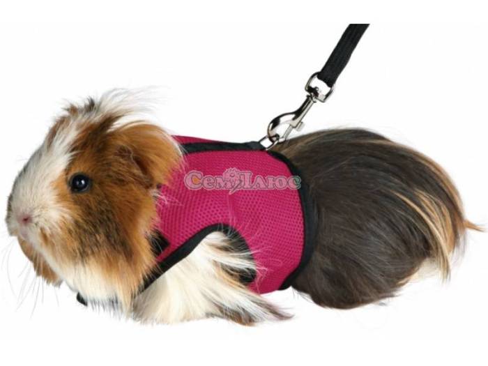 Игрушки для морских свинок, и несколько аксессуаров для клетки