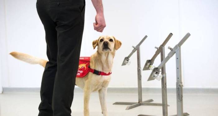 Ученые придумали как дрессировать собак с помощью вибраций