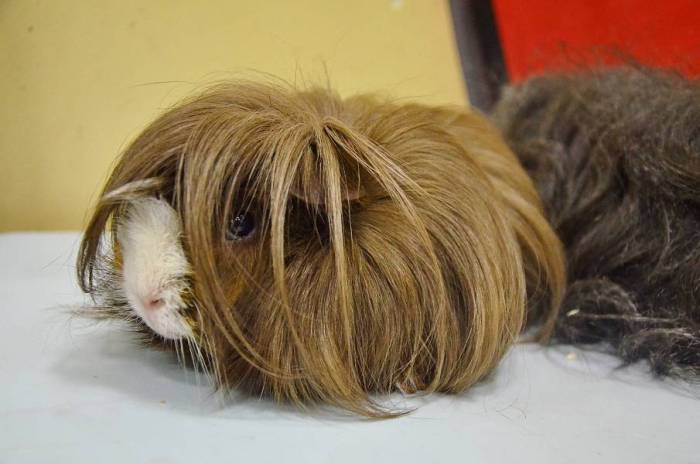 Уход за морской свинкой: руководство для начинающих по уходу за морской свинкой - рассказы 2023