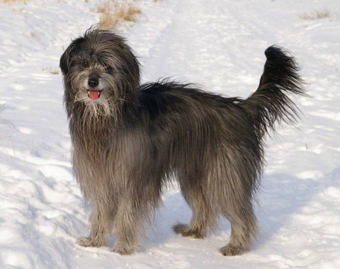 Всё о пиренейских горных собаках: внешний вид овчарки, характеристики, уход