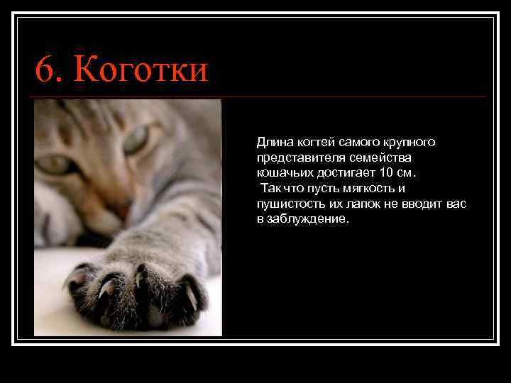 Домашние кошки: откуда взялись наши домашние питомцы?