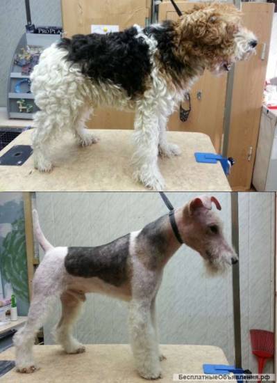 Можно ли справиться с пигментацией у собак?