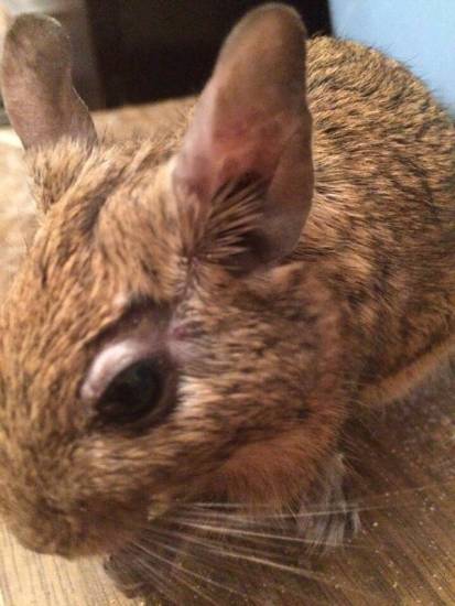 Белая горячка — смертельно опасный алкогольный психоз