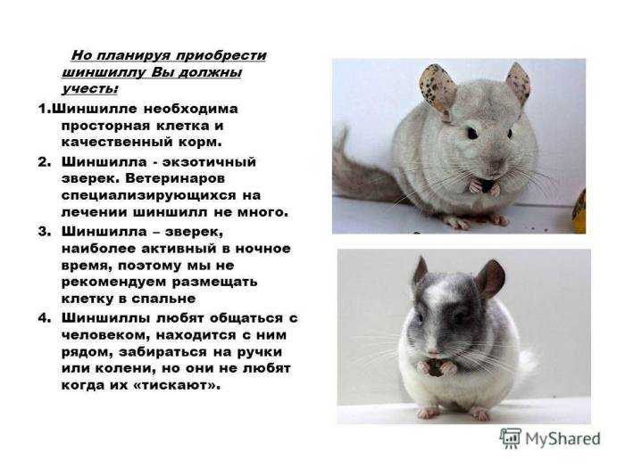 Эшерихиоз — коли-инфекция — виды, симптомы, пути передачи, методы лечения | университетская клиника