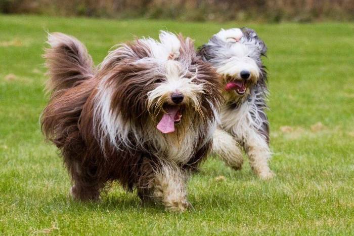 Бородатый колли: особенности содержания, характер бородоча (фото)