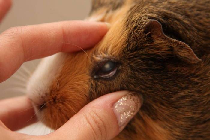 Свинка. эпидемический паротит: симптомы, возможные осложнения. лечение эпидемического паротита