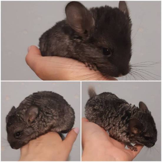 Кого лучше завести, крысу или хомяка? кто интереснее?