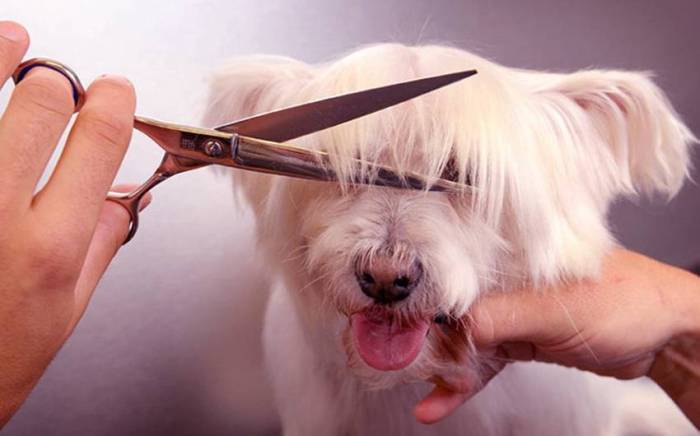 Что такое груминг собак, каких видов он бывает и каким породам нужен