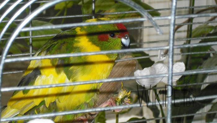 Попугай какарик | новозеландский бегающий попугай экзотической расцветки