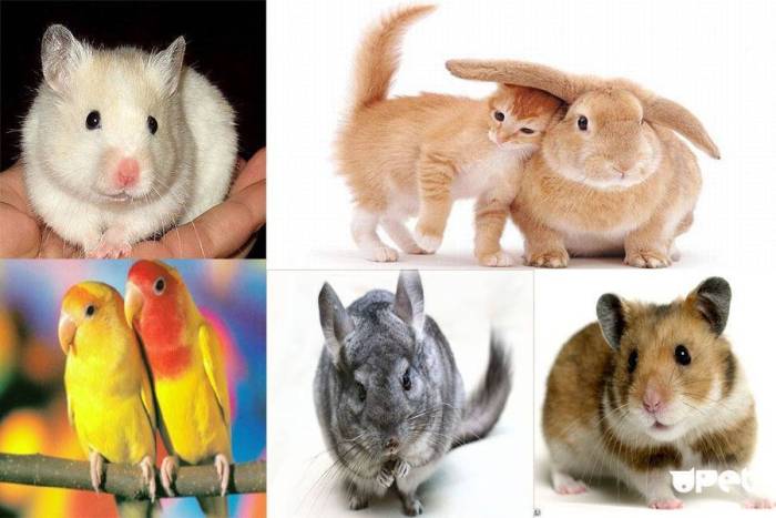 Домашние грызуны, хомяки, свинки, крысы и прочие, кого же выбрать?