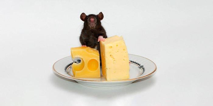 Чем кормить домашнюю декоративную крысу: чем питается и что из еды любит больше всего