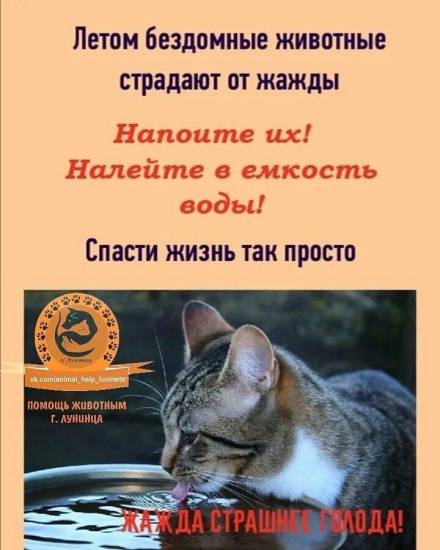 Ветеринары предупреждают: в жаркую погоду животные сильно страдают