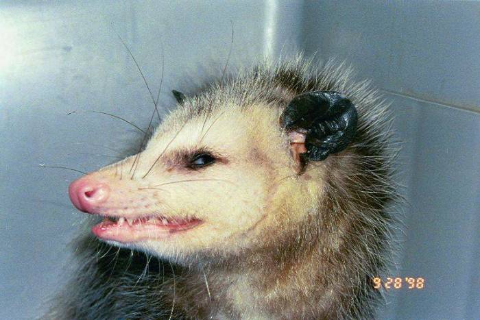 Какие звуки издает декоративная крыса? учимся понимать «крысиный язык». домашняя крыса пищит, что это значит