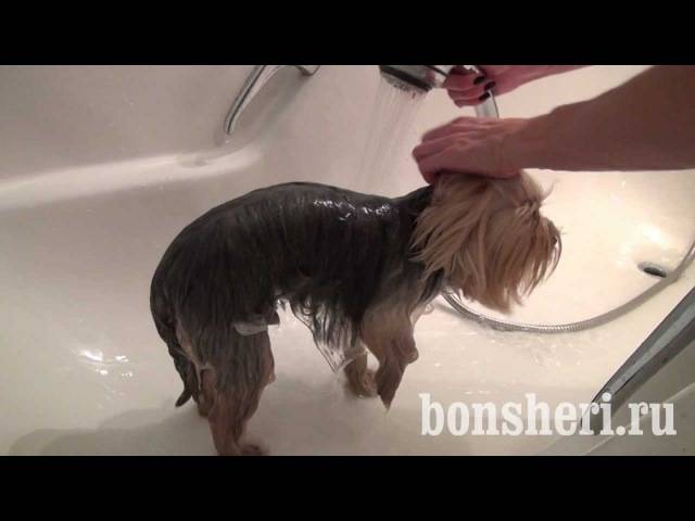 Как мыть йорка летом? купание щенка йорка! главные правила в 2020 году.