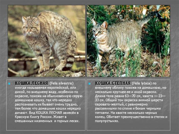 Европейский дикий лесной кот: описание характера и внешности степной кошки, фото дальневосточного питомца, уход и содержание
