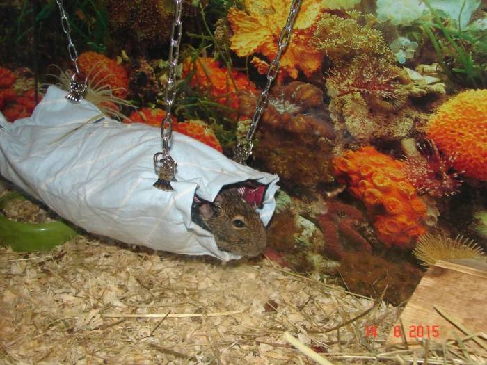 (обновлено) гамаки для крыс: как выбрать и сделать своими руками (фото идей)